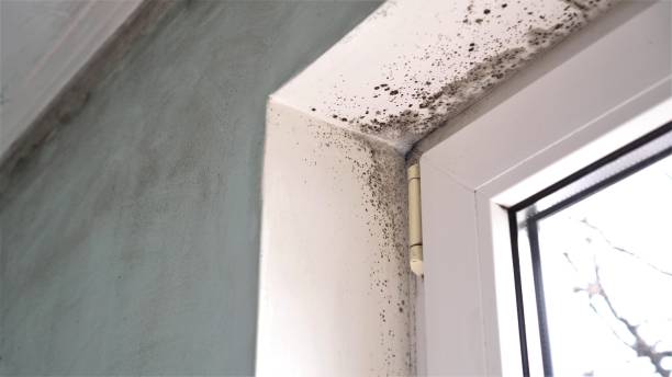 Best Emergency Mold Removal  in Heidelberg, TX