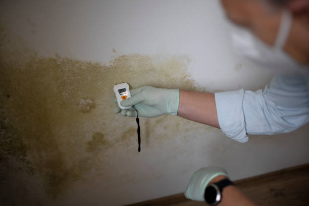 Trusted Heidelberg, TX Mold Removal Experts