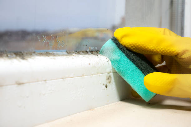 Best Home Mold Removal  in Heidelberg, TX