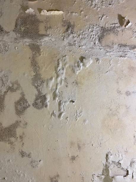 Certified Mold Removal in Heidelberg, TX