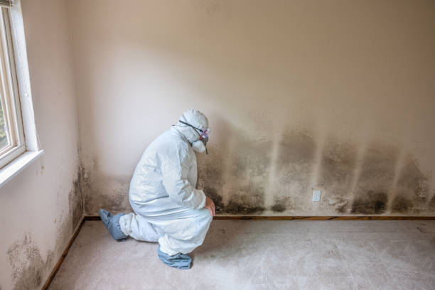 Best Mold Testing  in Heidelberg, TX