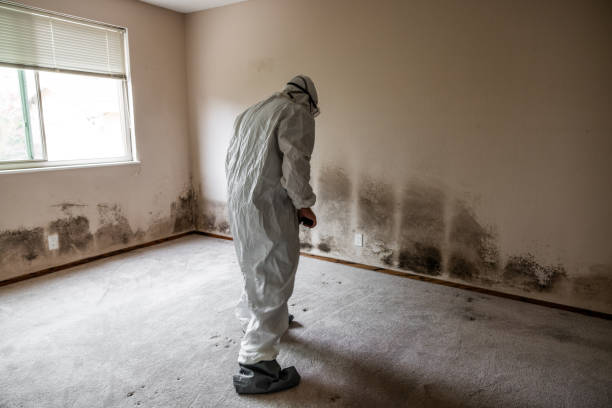 Best Office Mold Removal Services  in Heidelberg, TX