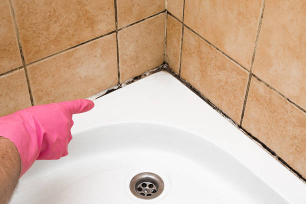 Best Local Mold Removal Service  in Heidelberg, TX
